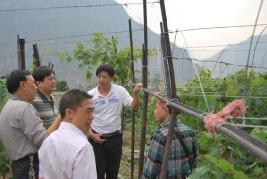 圖為5月3日，甘世波(右二)作為永善縣農業局局長，就葡萄避雨栽培示范建設作檢查指導。